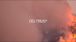 Cicatrius